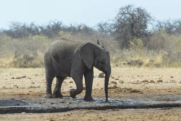 African Bush Elephant -Loxodonta africana- at a waterhole, Etosha National Park, Namibia