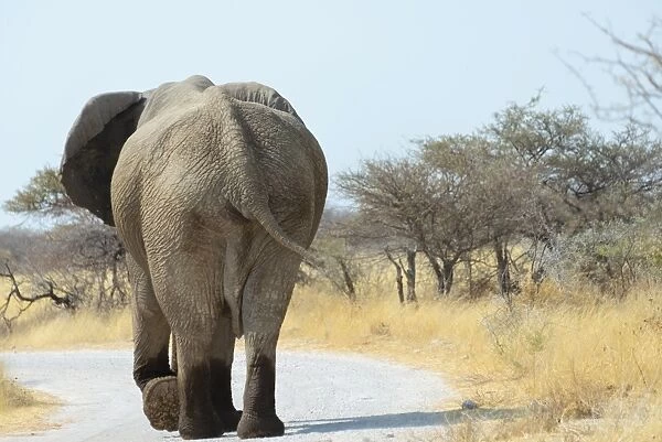 African Bush Elephant -Loxodonta africana-, from behind, with wet feet, walking along a road, Etosha National Park, Namibia