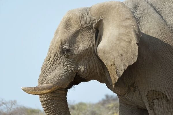 African Bush Elephant -Loxodonta africana-, portrait, Etosha National Park, Namibia