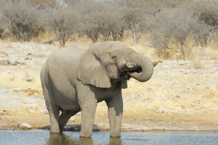 Framed Print : African Bush Elephant -Loxodonta africana-, drinking, Koinachas Waterhole, Etosha National Park, Namibia Framed Print : African Bush Elephant -Loxodonta africana-, drinking, Koinachas Waterhole, Etosha National Park, Namibia