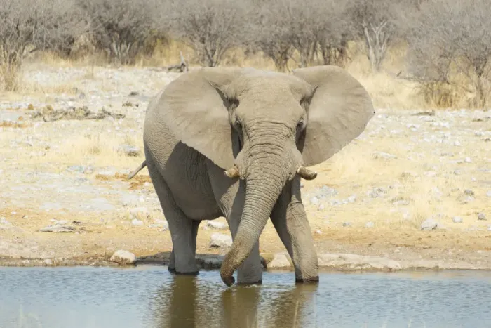 Framed Print : African Bush Elephant -Loxodonta africana-, drinking, Koinachas Waterhole, Etosha National Park, Namibia Framed Print : African Bush Elephant -Loxodonta africana-, drinking, Koinachas Waterhole, Etosha National Park, Namibia