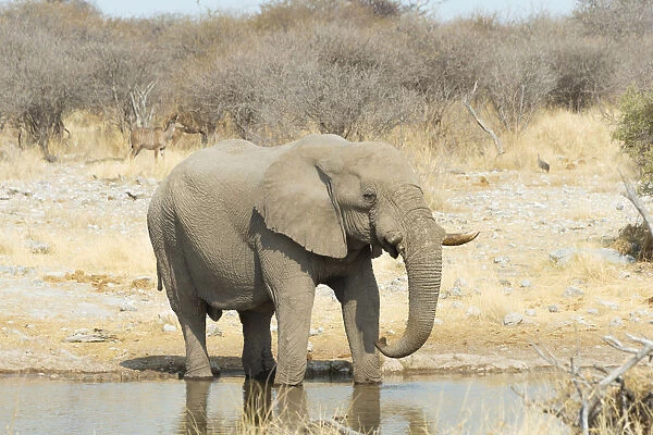 African Bush Elephant -Loxodonta africana-, drinking, Koinachas Waterhole, Etosha National Park, Namibia