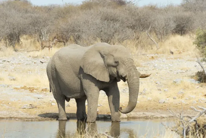 Framed Print : African Bush Elephant -Loxodonta africana-, drinking, Koinachas Waterhole, Etosha National Park, Namibia Framed Print : African Bush Elephant -Loxodonta africana-, drinking, Koinachas Waterhole, Etosha National Park, Namibia