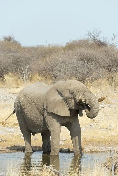 African Bush Elephant -Loxodonta africana-, drinking, Koinachas Waterhole, Etosha National Park, Namibia