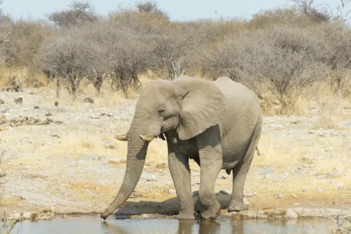 Framed Print : African Bush Elephant -Loxodonta africana-, drinking, Koinachas Waterhole, Etosha National Park, Namibia Framed Print : African Bush Elephant -Loxodonta africana-, drinking, Koinachas Waterhole, Etosha National Park, Namibia