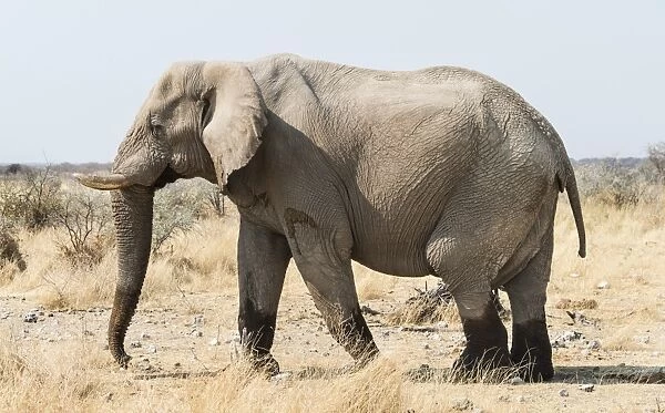African Bush Elephant -Loxodonta africana- walking with wet feet on dry grassland, Etosha National Park, Namibia