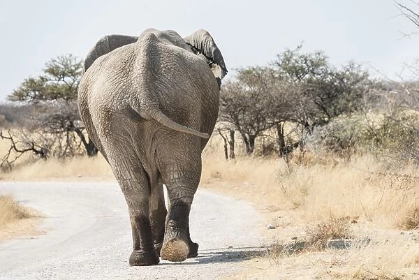 African Bush Elephant -Loxodonta africana-, from behind, walking with wet feet along a road, Etosha National Park, Namibia