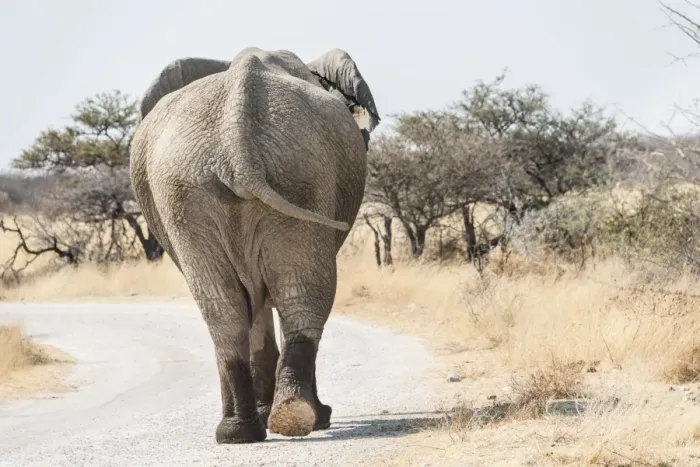 Framed Print : African Bush Elephant -Loxodonta africana-, from behind, walking with wet feet along a road, Etosha National Park, Namibia Framed Print : African Bush Elephant -Loxodonta africana-, from behind, walking with wet feet along a road, Etosha National Park, Namibia