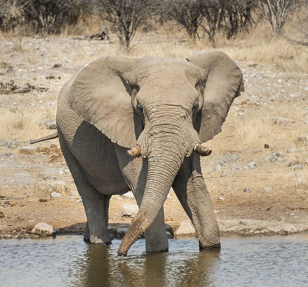 African Bush Elephant -Loxodonta africana- drinking at Koinachas Waterhole, Etosha National Park, Namibia