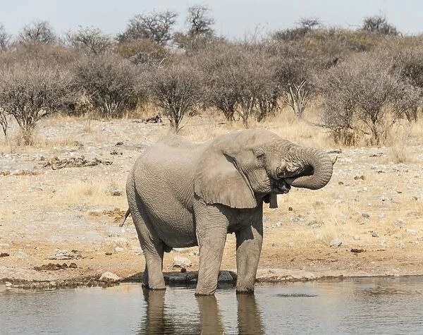 African Bush Elephant -Loxodonta africana- drinking at Koinachas Waterhole, Etosha National Park, Namibia
