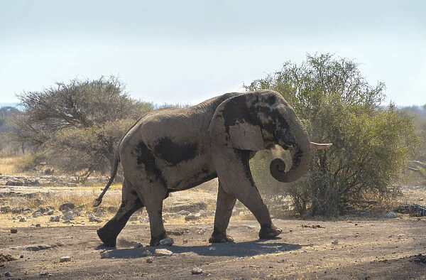 African Bush Elephant -Loxodonta africana-, Koinachas waterhole, Etosha National Park, Namibia