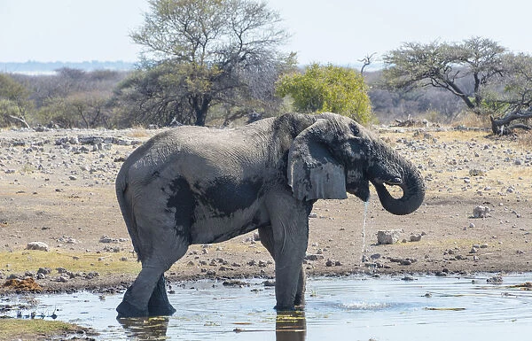 African Bush Elephant -Loxodonta africana-, Koinachas waterhole, Etosha National Park, Namibia