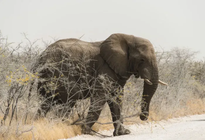 Framed Print : African Bush Elephant -Loxodonta africana-, bull crossing a road, Etosha National Park, Namibia Framed Print : African Bush Elephant -Loxodonta africana-, bull crossing a road, Etosha National Park, Namibia