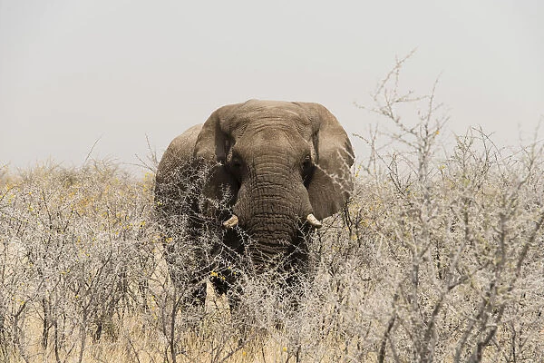 African Bush Elephant -Loxodonta africana-, bull standing between dry acacia bushes, Etosha National Park, Namibia