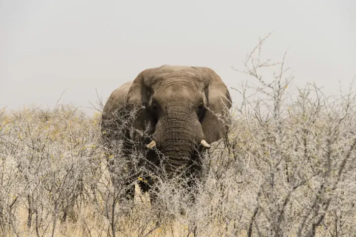 Framed Print : African Bush Elephant -Loxodonta africana-, bull standing between dry acacia bushes, Etosha National Park, Namibia Framed Print : African Bush Elephant -Loxodonta africana-, bull standing between dry acacia bushes, Etosha National Park, Namibia