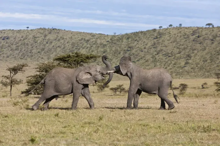 Framed Print : African Bush Elephant -Loxodonta africana-, two young bulls fighting each other, Masai Mara National Reserve, Kenya, East Africa, Africa, PublicGround Framed Print : African Bush Elephant -Loxodonta africana-, two young bulls fighting each other, Masai Mara National Reserve, Kenya, East Africa, Africa, PublicGround