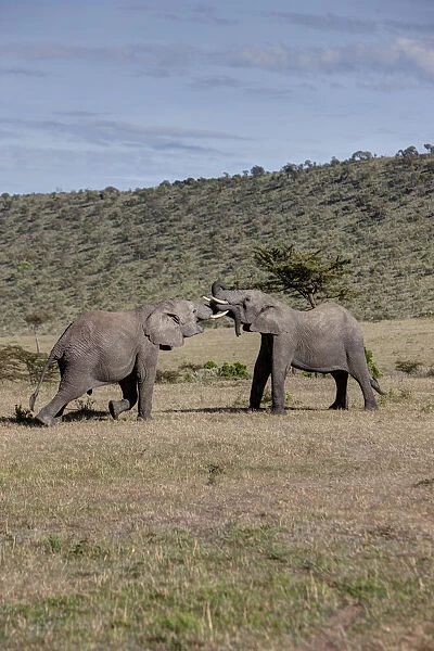 African Bush Elephant -Loxodonta africana-, two young bulls fighting each other, Masai Mara National Reserve, Kenya, East Africa, Africa, PublicGround