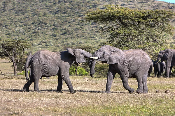 African Bush Elephant -Loxodonta africana-, two young bulls fighting each other, Masai Mara National Reserve, Kenya, East Africa, Africa, PublicGround