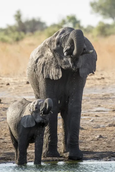 Framed Print : African Bush Elephant -Loxodonta africana- with a calf, Khaudum National Park, Namibia, Africa