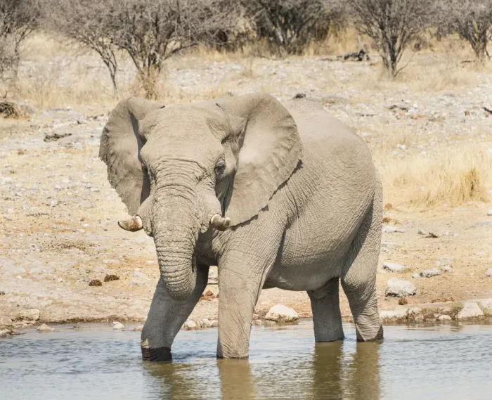 Framed Print : African Bush Elephant -Loxodonta africana- drinking at Koinachas Waterhole, Etosha National Park, Namibia Framed Print : African Bush Elephant -Loxodonta africana- drinking at Koinachas Waterhole, Etosha National Park, Namibia