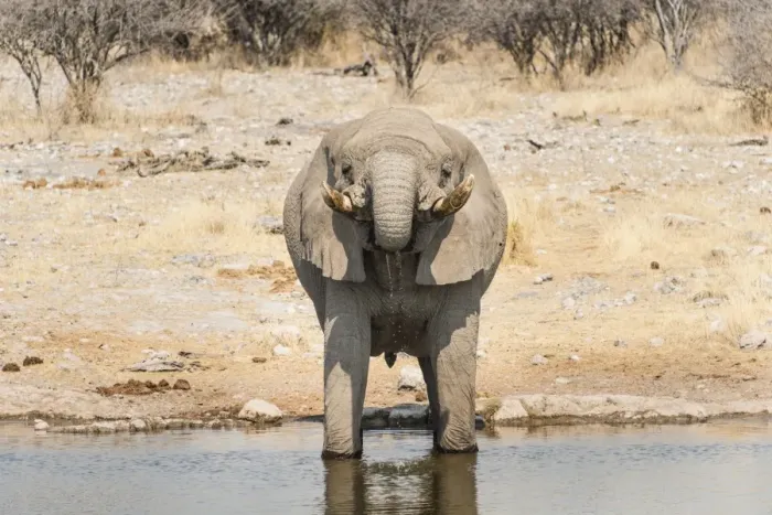 Framed Print : African Bush Elephant -Loxodonta africana- drinking at Koinachas Waterhole, Etosha National Park, Namibia