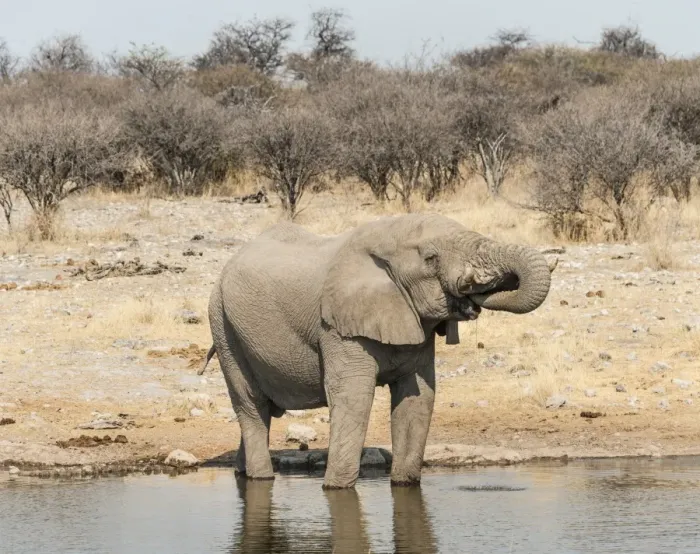 Framed Print : African Bush Elephant -Loxodonta africana- drinking at Koinachas Waterhole, Etosha National Park, Namibia Framed Print : African Bush Elephant -Loxodonta africana- drinking at Koinachas Waterhole, Etosha National Park, Namibia