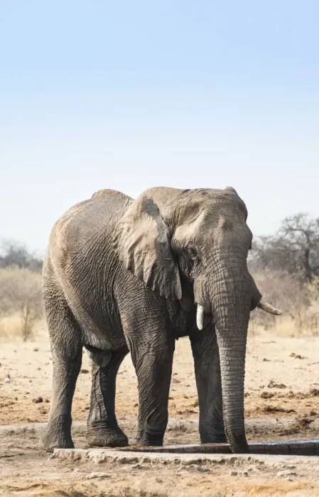 Framed Print : African Bush Elephant -Loxodonta africana- drinking at Tsumcor Waterhole, Etosha National Park, Namibia Framed Print : African Bush Elephant -Loxodonta africana- drinking at Tsumcor Waterhole, Etosha National Park, Namibia