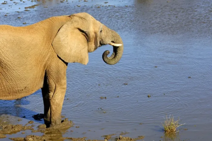 Framed Print : African Bush Elephant (Loxodonta africana) drinking at a waterhole, Madikwe Game Reserve, South Africa, Africa Framed Print : African Bush Elephant (Loxodonta africana) drinking at a waterhole, Madikwe Game Reserve, South Africa, Africa
