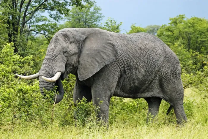Framed Print : African Bush Elephant (Loxodonta africana) during feeding, near the Khwai River, Okavango Delta, Botswana, Africa Framed Print : African Bush Elephant (Loxodonta africana) during feeding, near the Khwai River, Okavango Delta, Botswana, Africa