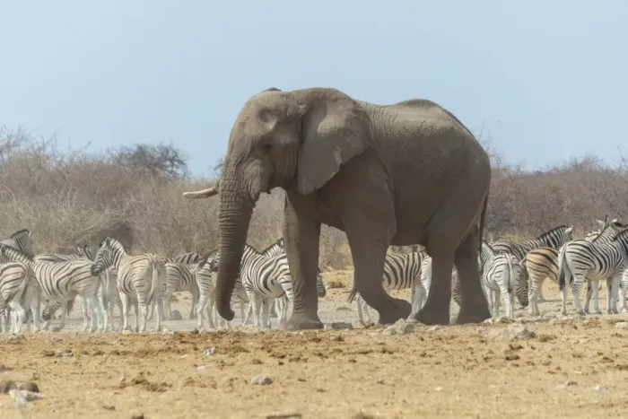 Framed Print : African Bush Elephant -Loxodonta africana- in front of a herd of Burchells Zebras or Steppe Zebras -Equus quagga burchellii-, Etosha National Park, Namibia Framed Print : African Bush Elephant -Loxodonta africana- in front of a herd of Burchells Zebras or Steppe Zebras -Equus quagga burchellii-, Etosha National Park, Namibia