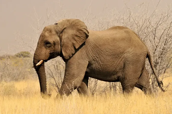 Framed Print : African Bush Elephant (Loxodonta africana) in the high grass of the Etosha National Park, Namibia, Africa Framed Print : African Bush Elephant (Loxodonta africana) in the high grass of the Etosha National Park, Namibia, Africa