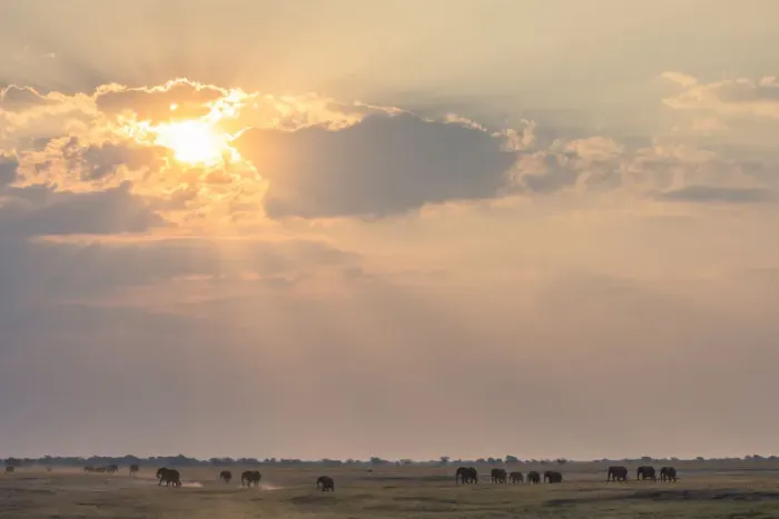 Framed Print : African Bush Elephant (loxodonta africana) in landscape, Chobe National Park, Okavango Delta, Botswana