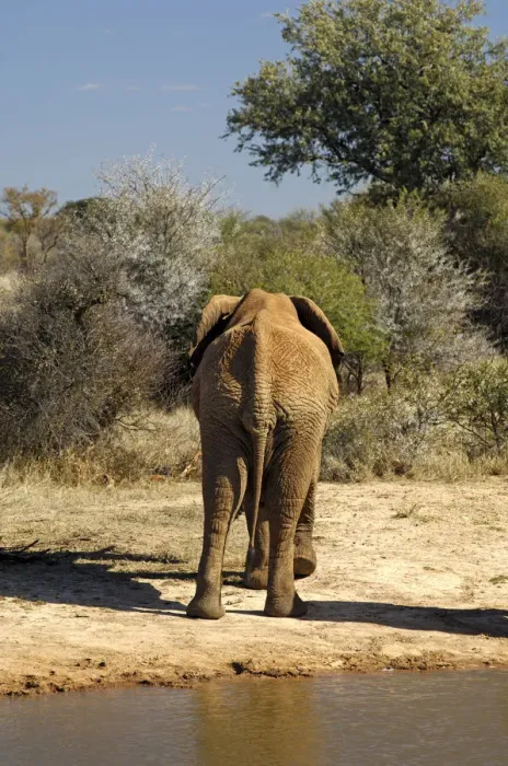 Framed Print : African Bush Elephant (Loxodonta africana) returning from a waterhole back into the bush, Madikwe Game Reserve, South Africa, Africa Framed Print : African Bush Elephant (Loxodonta africana) returning from a waterhole back into the bush, Madikwe Game Reserve, South Africa, Africa