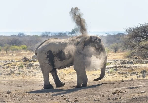 African Bush Elephant -Loxodonta africana- taking a dust bath, Koinachas waterhole, Etosha National Park, Namibia