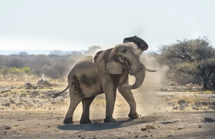 Framed Print : African Bush Elephant -Loxodonta africana- taking a dust bath, Koinachas waterhole, Etosha National Park, Namibia Framed Print : African Bush Elephant -Loxodonta africana- taking a dust bath, Koinachas waterhole, Etosha National Park, Namibia