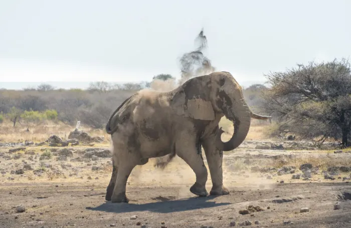 Framed Print : African Bush Elephant -Loxodonta africana- taking a dust bath, Koinachas waterhole, Etosha National Park, Namibia Framed Print : African Bush Elephant -Loxodonta africana- taking a dust bath, Koinachas waterhole, Etosha National Park, Namibia
