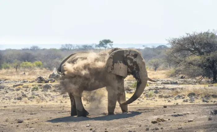 Framed Print : African Bush Elephant -Loxodonta africana- taking a dust bath, Koinachas waterhole, Etosha National Park, Namibia Framed Print : African Bush Elephant -Loxodonta africana- taking a dust bath, Koinachas waterhole, Etosha National Park, Namibia
