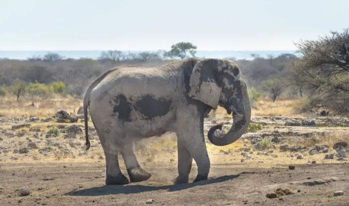 Framed Print : African Bush Elephant -Loxodonta africana- taking a dust bath, Koinachas waterhole, Etosha National Park, Namibia Framed Print : African Bush Elephant -Loxodonta africana- taking a dust bath, Koinachas waterhole, Etosha National Park, Namibia
