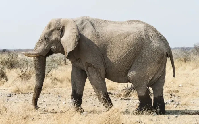 Framed Print : African Bush Elephant -Loxodonta africana- walking with wet feet on dry grassland, Etosha National Park, Namibia Framed Print : African Bush Elephant -Loxodonta africana- walking with wet feet on dry grassland, Etosha National Park, Namibia