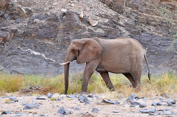 African Bush Elephant or Savanna Elephant (Loxodonta africana) walking in the dry Ugab river, Damaraland, Namibia, Africa