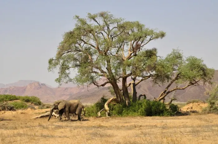 Framed Print : African Bush Elephant or Savanna Elephant (Loxodonta africana), walking in the dry Huab river, Damaraland, Namibia, Africa Framed Print : African Bush Elephant or Savanna Elephant (Loxodonta africana), walking in the dry Huab river, Damaraland, Namibia, Africa
