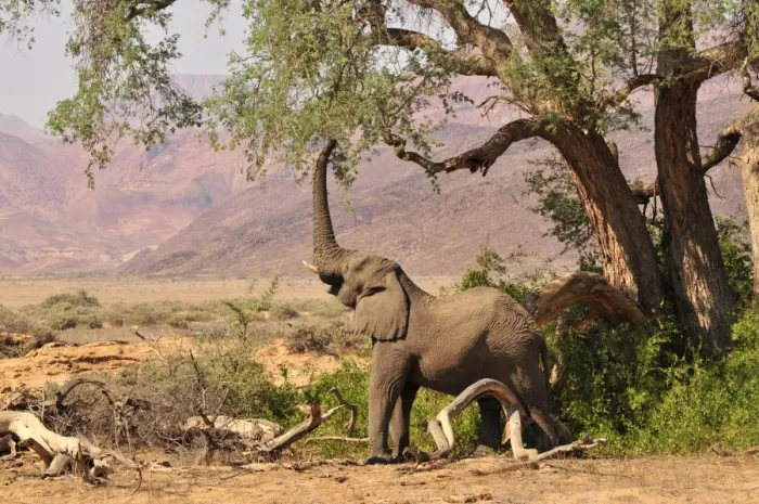Framed Print : African Bush Elephant or Savanna Elephant (Loxodonta africana) standing in the dry Huab river, Damaraland, Nambia, Africa Framed Print : African Bush Elephant or Savanna Elephant (Loxodonta africana) standing in the dry Huab river, Damaraland, Nambia, Africa