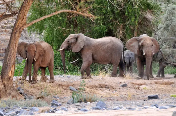 Framed Print : African Bush Elephant or Savanna Elephant (Loxodonta africana) walking in the dry Ugab river, Damaraland, Namibia, Afrika Framed Print : African Bush Elephant or Savanna Elephant (Loxodonta africana) walking in the dry Ugab river, Damaraland, Namibia, Afrika