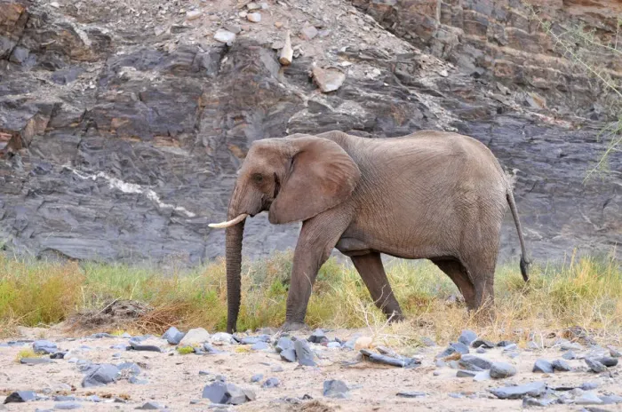 Framed Print : African Bush Elephant or Savanna Elephant (Loxodonta africana) walking in the dry Ugab river, Damaraland, Namibia, Africa Framed Print : African Bush Elephant or Savanna Elephant (Loxodonta africana) walking in the dry Ugab river, Damaraland, Namibia, Africa