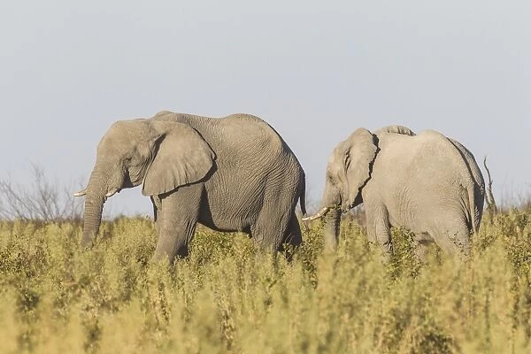 African Bush Elephants -Loxodonta africana-, Etosha National Park, Namibia