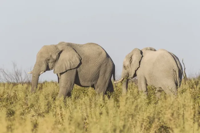 Framed Print : African Bush Elephants -Loxodonta africana-, Etosha National Park, Namibia Framed Print : African Bush Elephants -Loxodonta africana-, Etosha National Park, Namibia