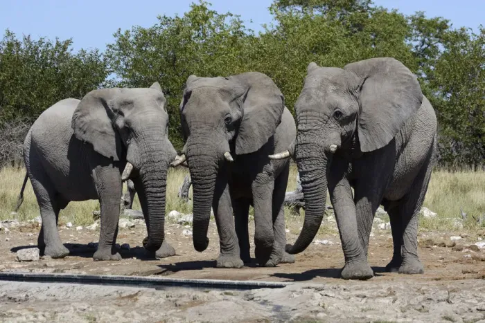 Framed Print : African Bush Elephants -Loxodonta africana-, Etosha National Park, Namibia Framed Print : African Bush Elephants -Loxodonta africana-, Etosha National Park, Namibia