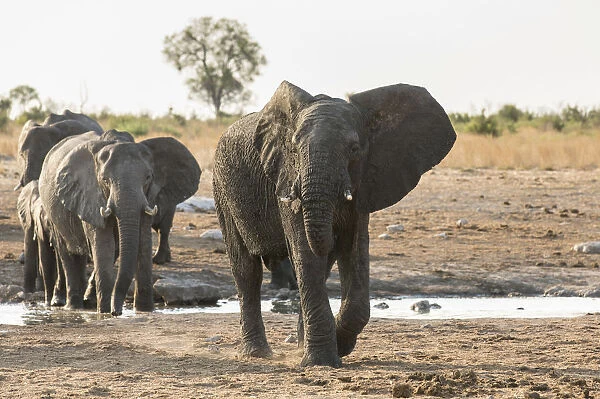African Bush Elephants -Loxodonta africana-, Khaudum National Park, Namibia, Africa