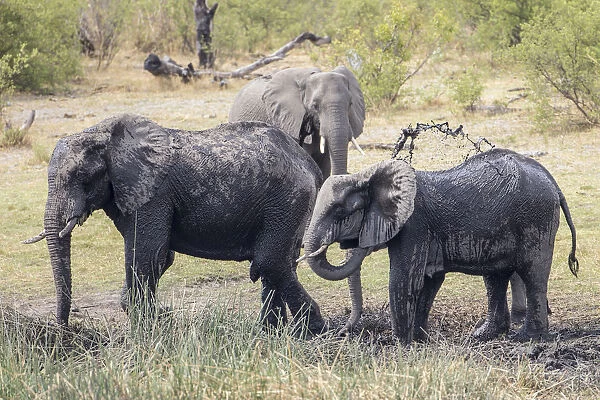 African Bush Elephants -Loxodonta africana-, Madumu National Park, Caprivi Strip, Namibia, Africa