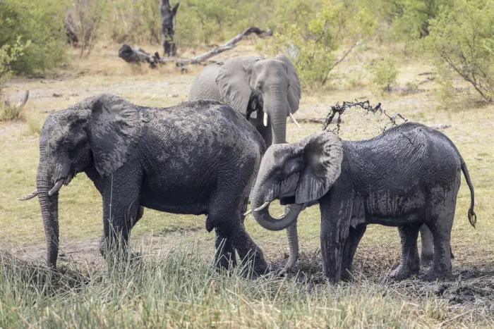 Framed Print : African Bush Elephants -Loxodonta africana-, Madumu National Park, Caprivi Strip, Namibia, Africa